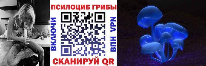 как найти закладки  мега ссылка  Псилоцибиновые грибы Psilocybine cubensis  Сусуман 